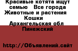 Красивые котята ищут семью - Все города Животные и растения » Кошки   . Архангельская обл.,Пинежский 